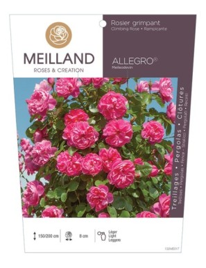 ALLEGRO ® Meileodevin Rosier grimpant