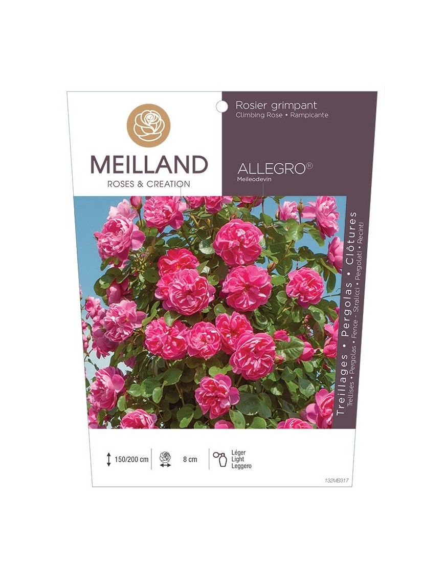 ALLEGRO ® Meileodevin Rosier grimpant