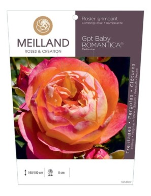 BABY ROMANTICA ® Meilivoine Rosier grimpant