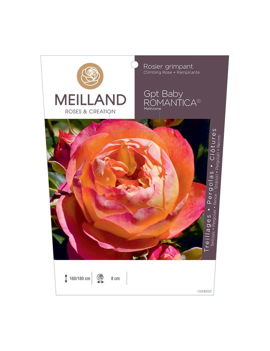 BABY ROMANTICA ® Meilivoine Rosier grimpant