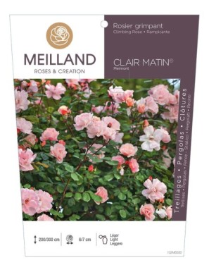 CLAIR MATIN ® Meimont Rosier grimpant