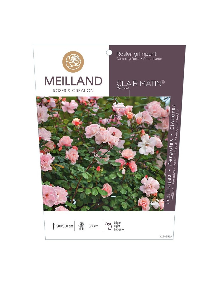 CLAIR MATIN ® Meimont Rosier grimpant