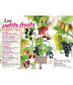 PANNEAU PETITS FRUITS