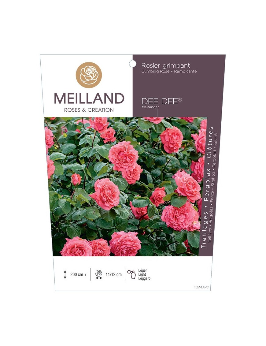 DEE DEE ® Meitandar Rosier grimpant