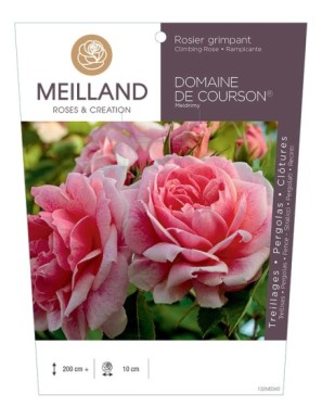 DOMAINE DE COURSON ® Meidrimy Rosier grimpant