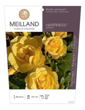 HAPPINESS ® Meilaclost Rosier grimpant