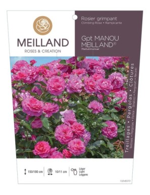 MANOU MEILLAND ® Meitu Limonsar Rosier grimpant