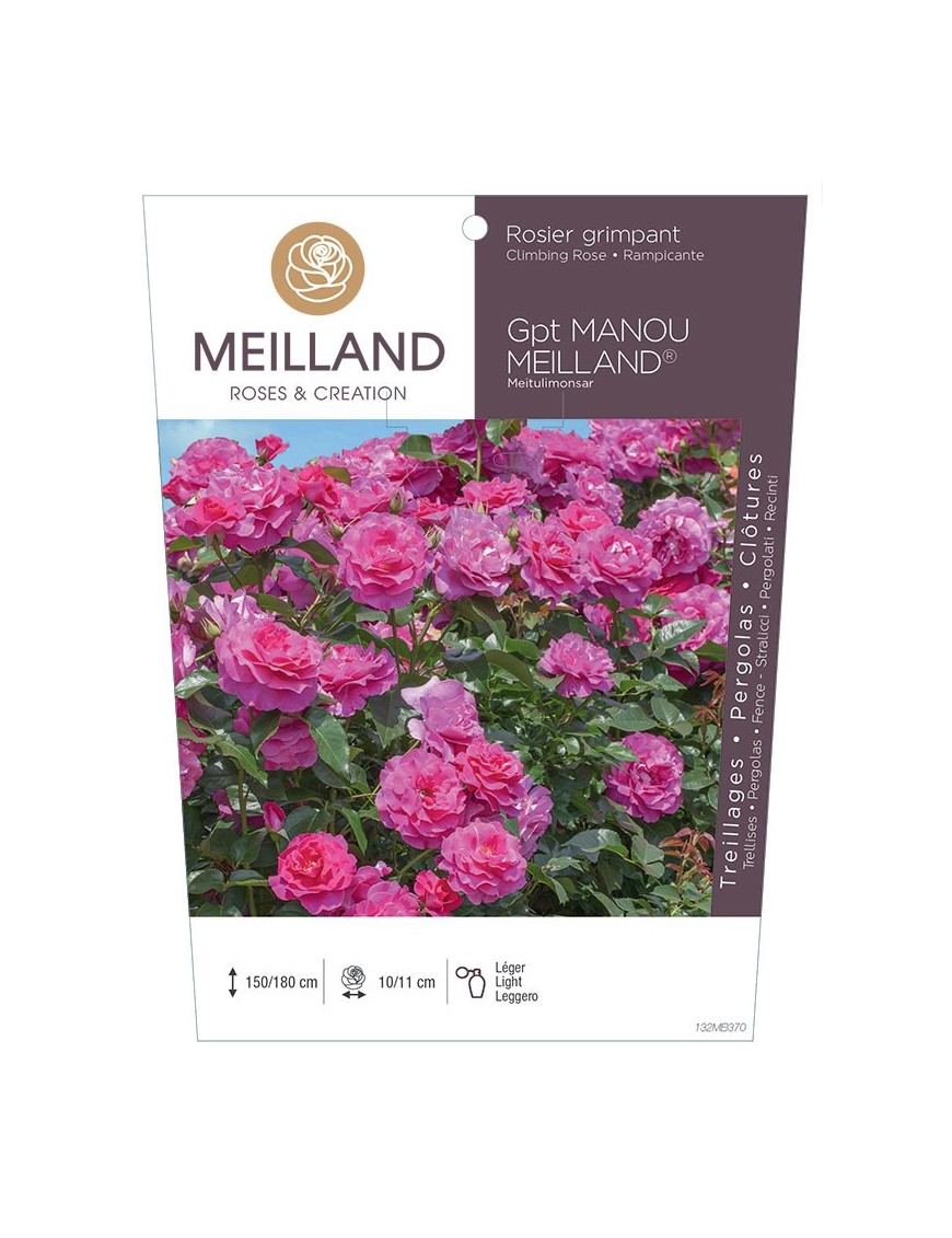 MANOU MEILLAND ® Meitu Limonsar Rosier grimpant