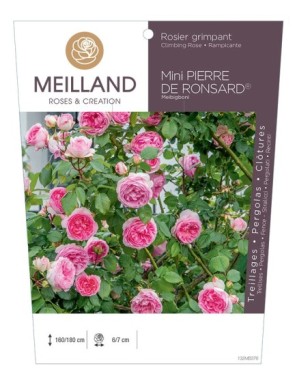 MINI PIERRE DE RONSARD ® Rosier grimpant