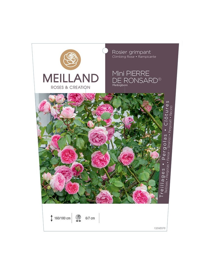 MINI PIERRE DE RONSARD ® Rosier grimpant