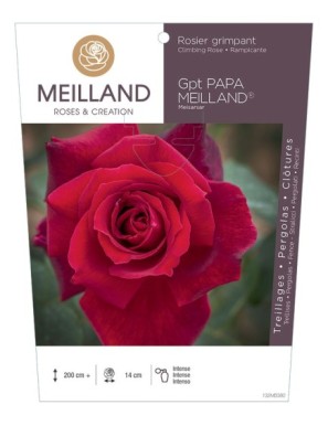 PAPA MEILLAND ® Meisarsar Rosier grimpant