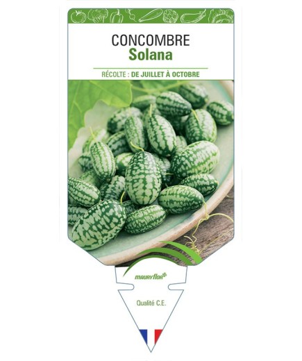 CONCOMBRE SOLANA