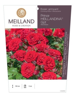 PRINCE MEILLANDINA® Meirutralsar Rosier grimpant