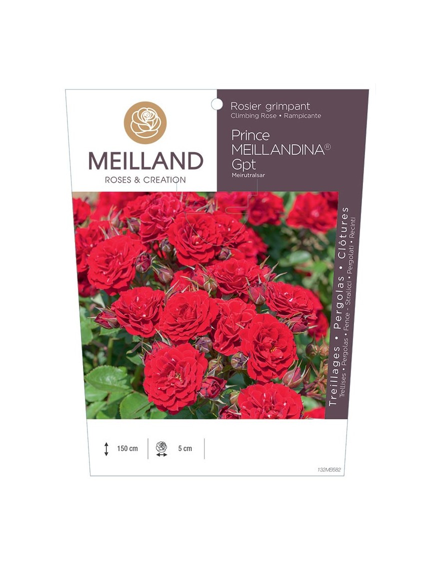 PRINCE MEILLANDINA® Meirutralsar Rosier grimpant