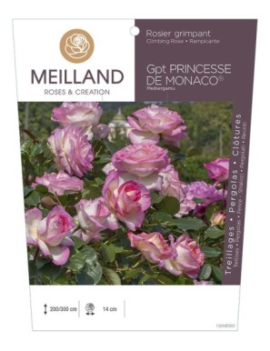 PRINCESSE DE MONACO® Meibergamu Rosier grimpant