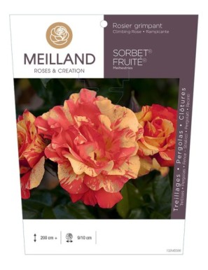 SORBET ® FRUITE ® Meihestries Rosier grimpant