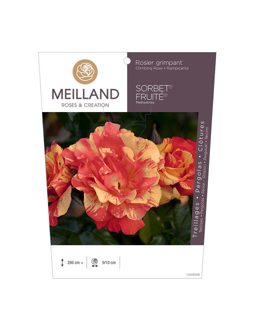 SORBET ® FRUITE ® Meihestries Rosier grimpant