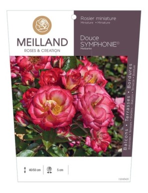 Douce SYMPHONIE® Meibarke Rosier miniature