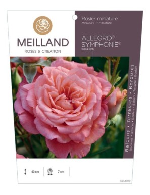 ALLEGRO SYMPHONIE ® Meilauron Rosier miniature