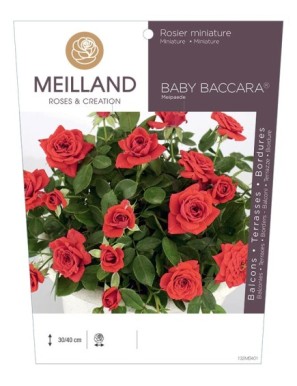 BABY BACCARA ® Meipaede Rosier miniature