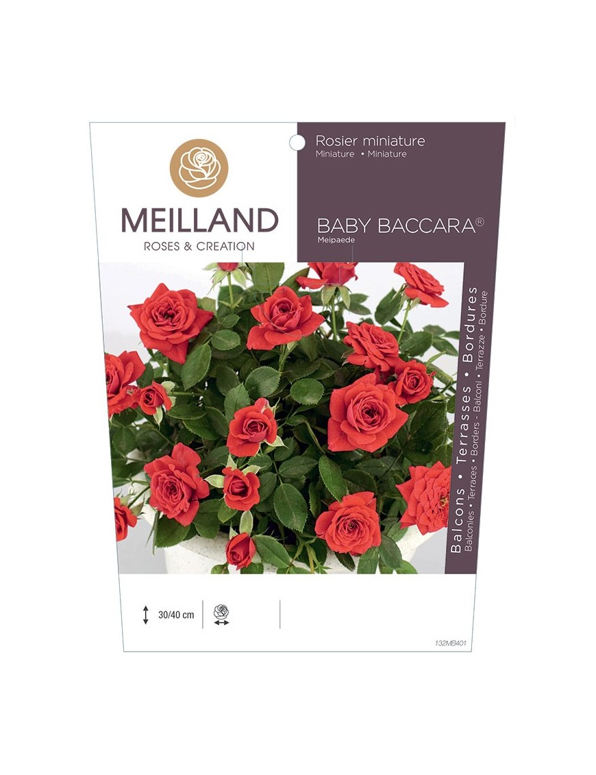 BABY BACCARA ® Meipaede Rosier miniature