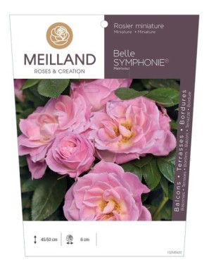 BELLE SYMPHONIE ® Meirivoui Rosier miniature