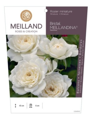 BRIDAL MEILLANDINA ® Meilmera Rosier miniature