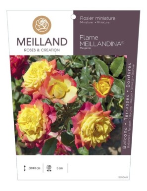 FLAME MEILLANDINA ® Meigenpi Rosier miniature