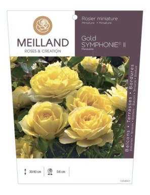 GOLD SYMPHONIE ® II Meiskaille Rosier miniature