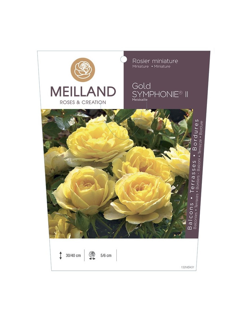 GOLD SYMPHONIE ® II Meiskaille Rosier miniature