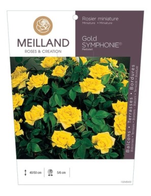 GOLD SYMPHONIE ® Meitoleil Rosier miniature