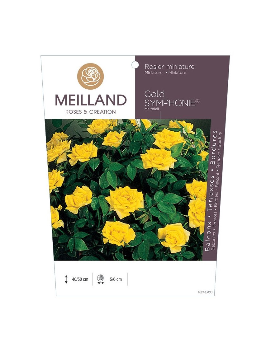 GOLD SYMPHONIE ® Meitoleil Rosier miniature