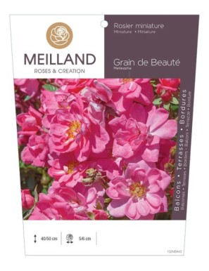 GRAIN DE BEAUTE ® Meilezpha Rosier miniature