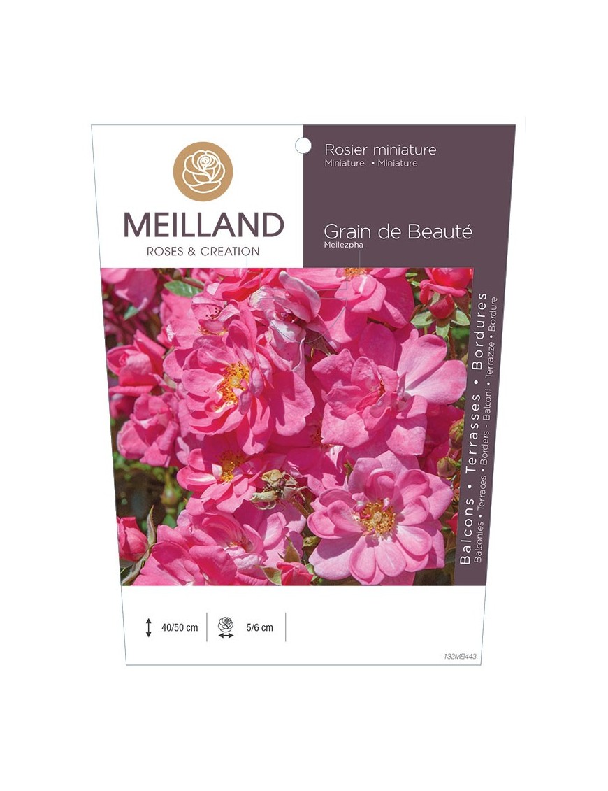 GRAIN DE BEAUTE ® Meilezpha Rosier miniature