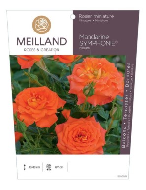 MANDARINE SYMPHONIE ® Meidarin Rosier miniature