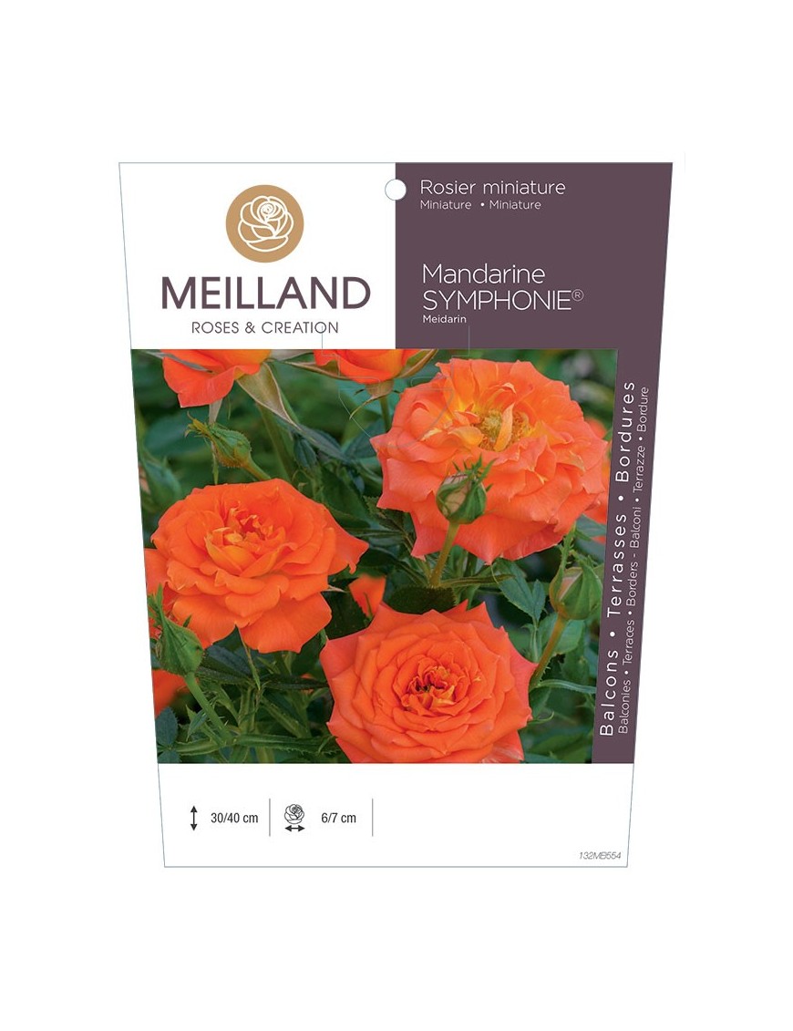 MANDARINE SYMPHONIE ® Meidarin Rosier miniature