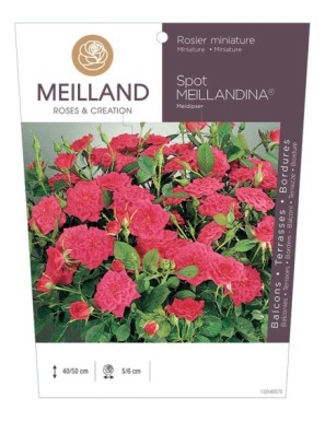 SPOT MEILLANDINA ® Meidipser Rosier miniature