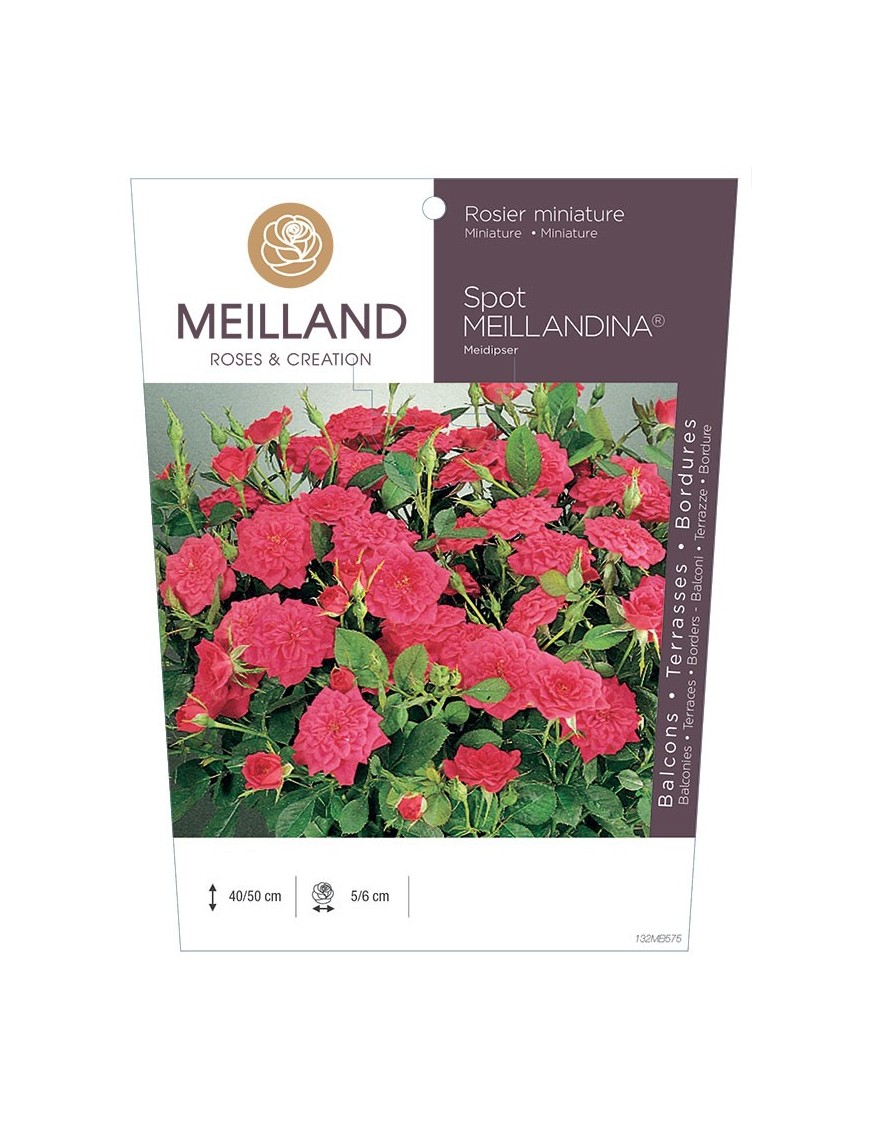 SPOT MEILLANDINA ® Meidipser Rosier miniature