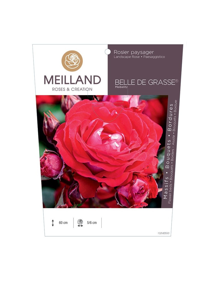 BELLE DE GRASSE ® Meibelitz Rosier paysager