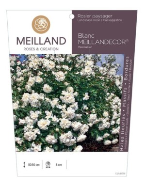 Blanc MEILLANDECOR ® Meicoublan Rosier paysager