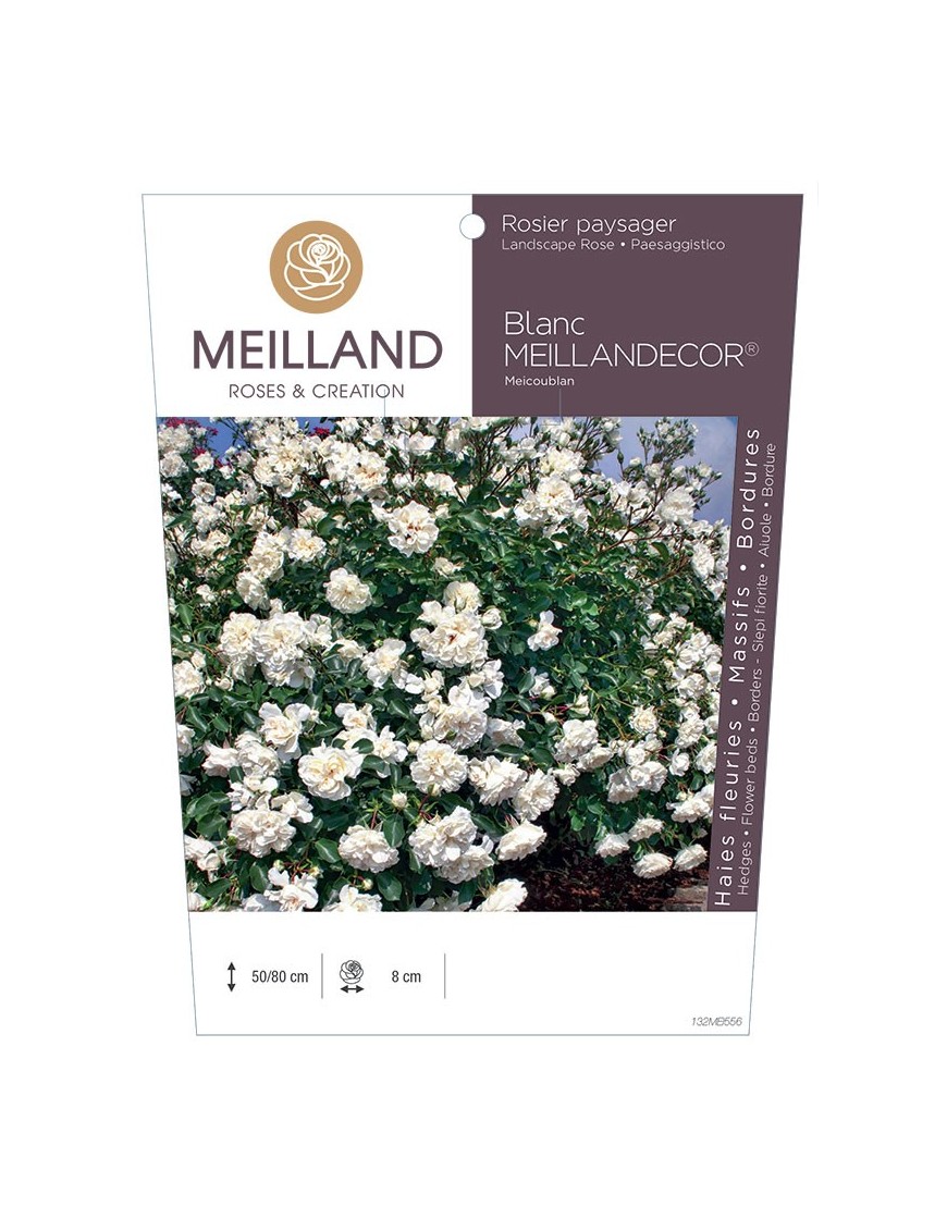 Blanc MEILLANDECOR ® Meicoublan Rosier paysager