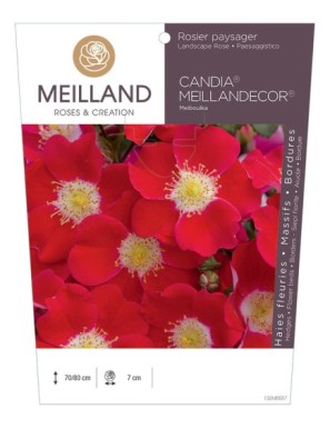 CANDIA ® MEILLANDECOR ® 82 Meiboulka Rosier paysager