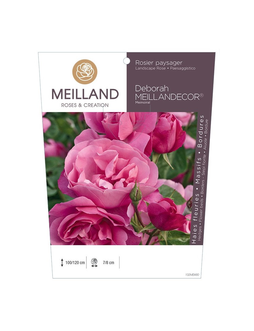 DEBORAH MEILLANDECOR ® Meinoiral Rosier paysager