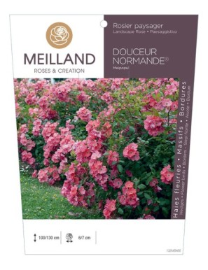 DOUCEUR NORMANDE ® Meipopul Rosier paysager