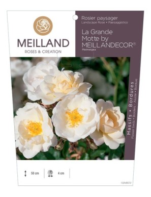 La Grande Motte by MEILLANDECOR® Meimeigea Rosier paysager