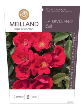 LA SEVILLANA ® Plus Meishitai Rosier paysager