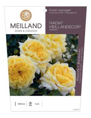 NADIA® MEILLANDECOR® Meibalneo Rosier paysager