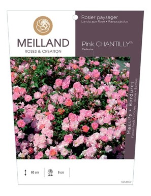 Pink CHANTILLY® Meilevire Rosier paysager