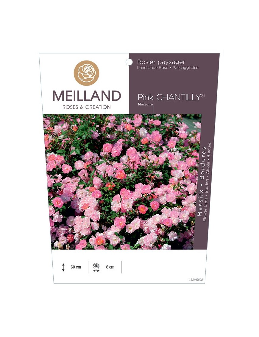 Pink CHANTILLY® Meilevire Rosier paysager