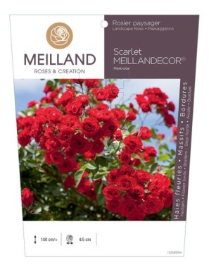 Scarlet MEILLANDECOR ® Meikrotal Rosier paysager